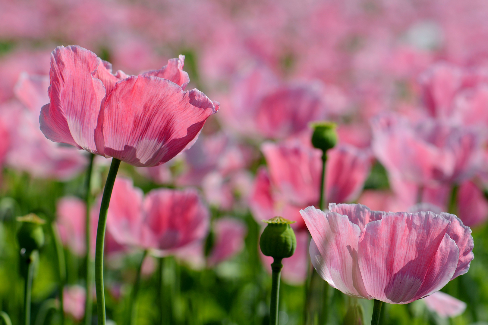 Schlaf - MOHN 