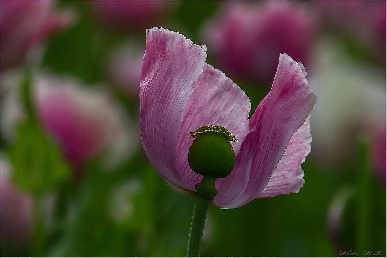 SCHLAF ~ Mohn                     