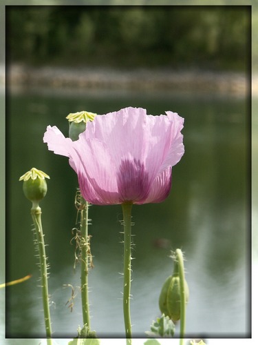 Schlaf-Mohn