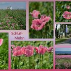 Schlaf - MOHN 