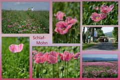 Schlaf - MOHN 