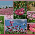 Schlaf - MOHN --C-2