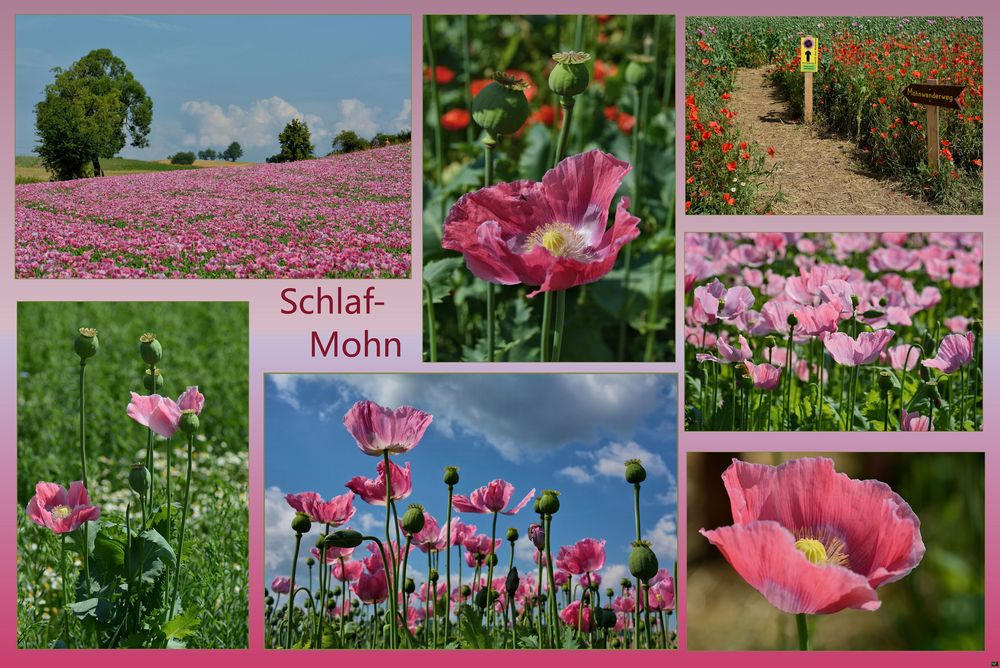 Schlaf - MOHN --C-2