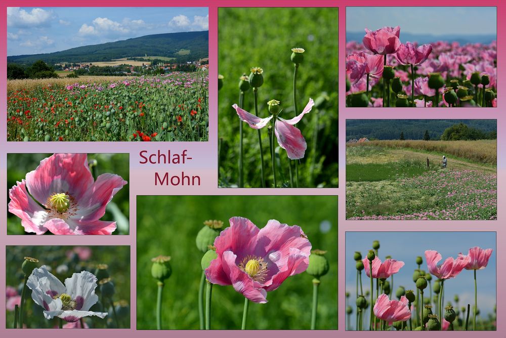 Schlaf - MOHN --C-4