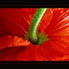 Schlaf-Mohn