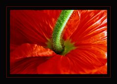 Schlaf-Mohn