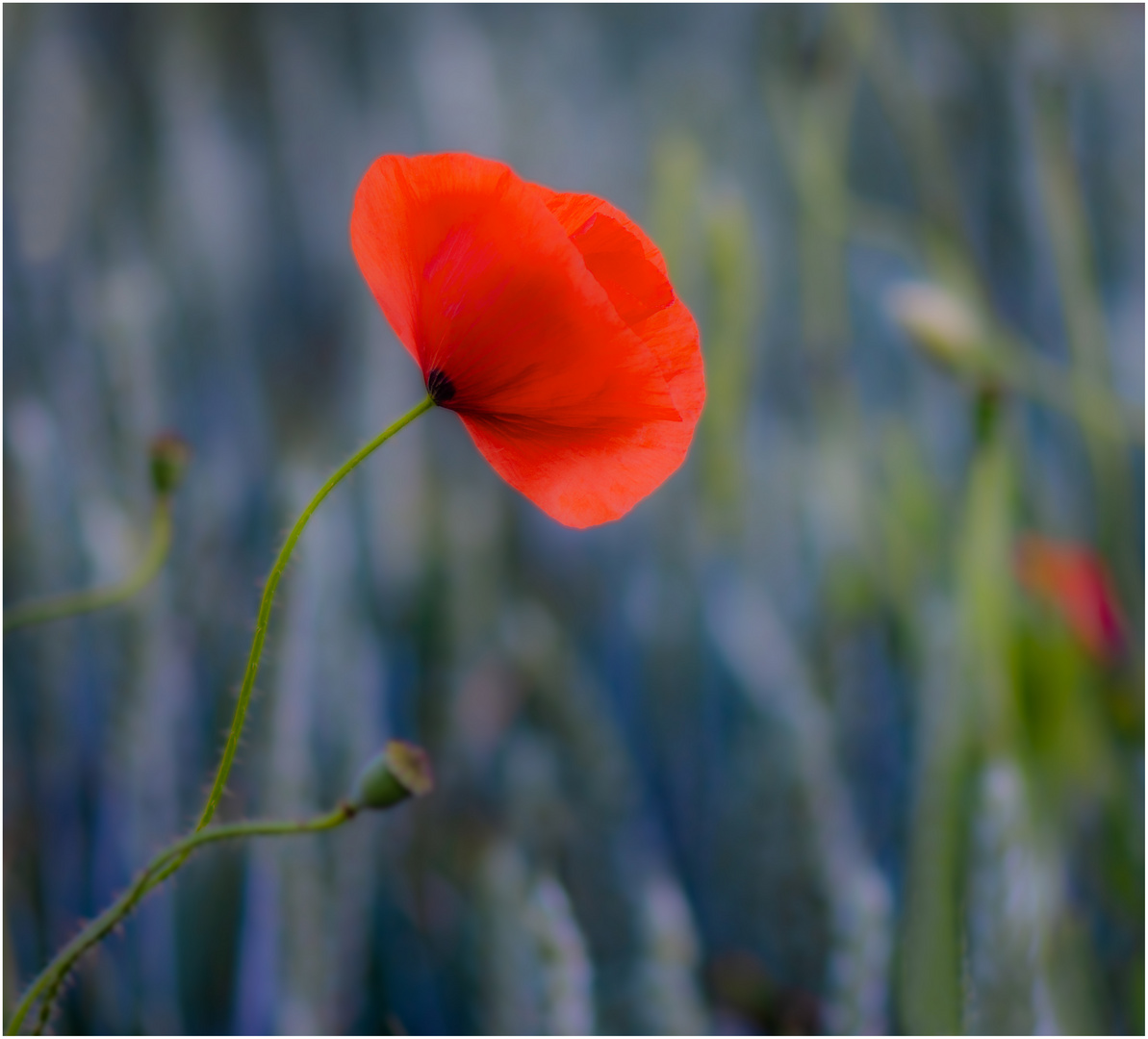 schlaf Mohn schlaf