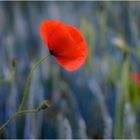 schlaf Mohn schlaf