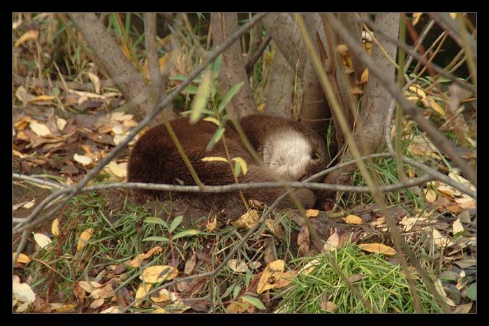 schlaf - otter - schlaf