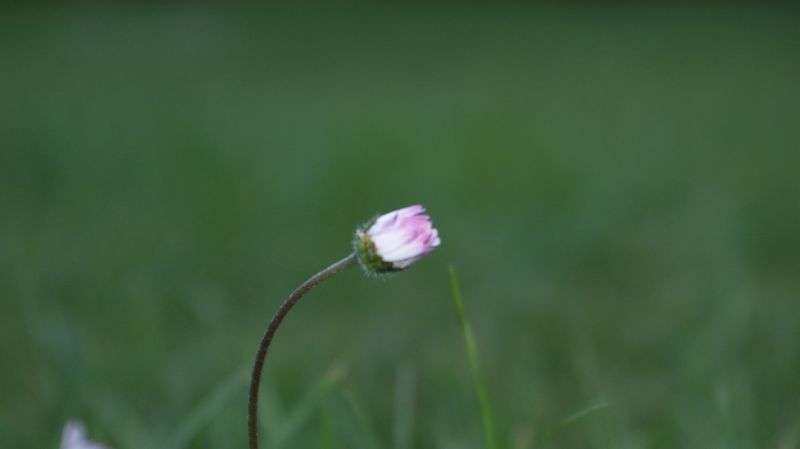 Schlaf schön Gänseblümchen...