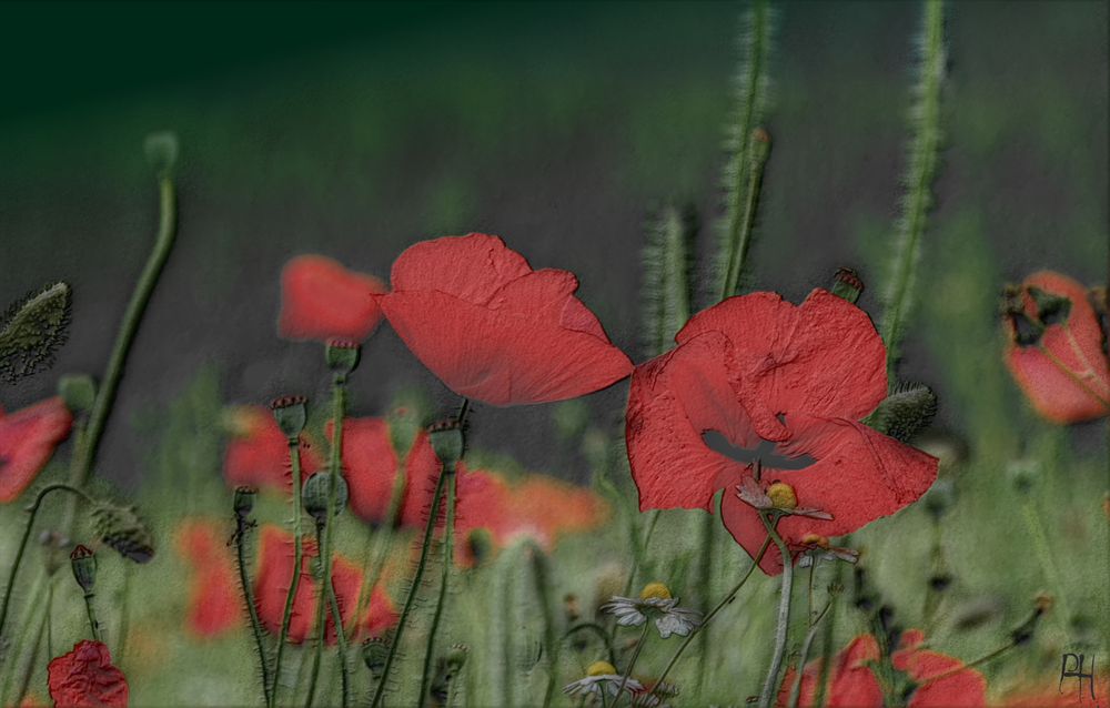 Schlaf-schön-Mohn