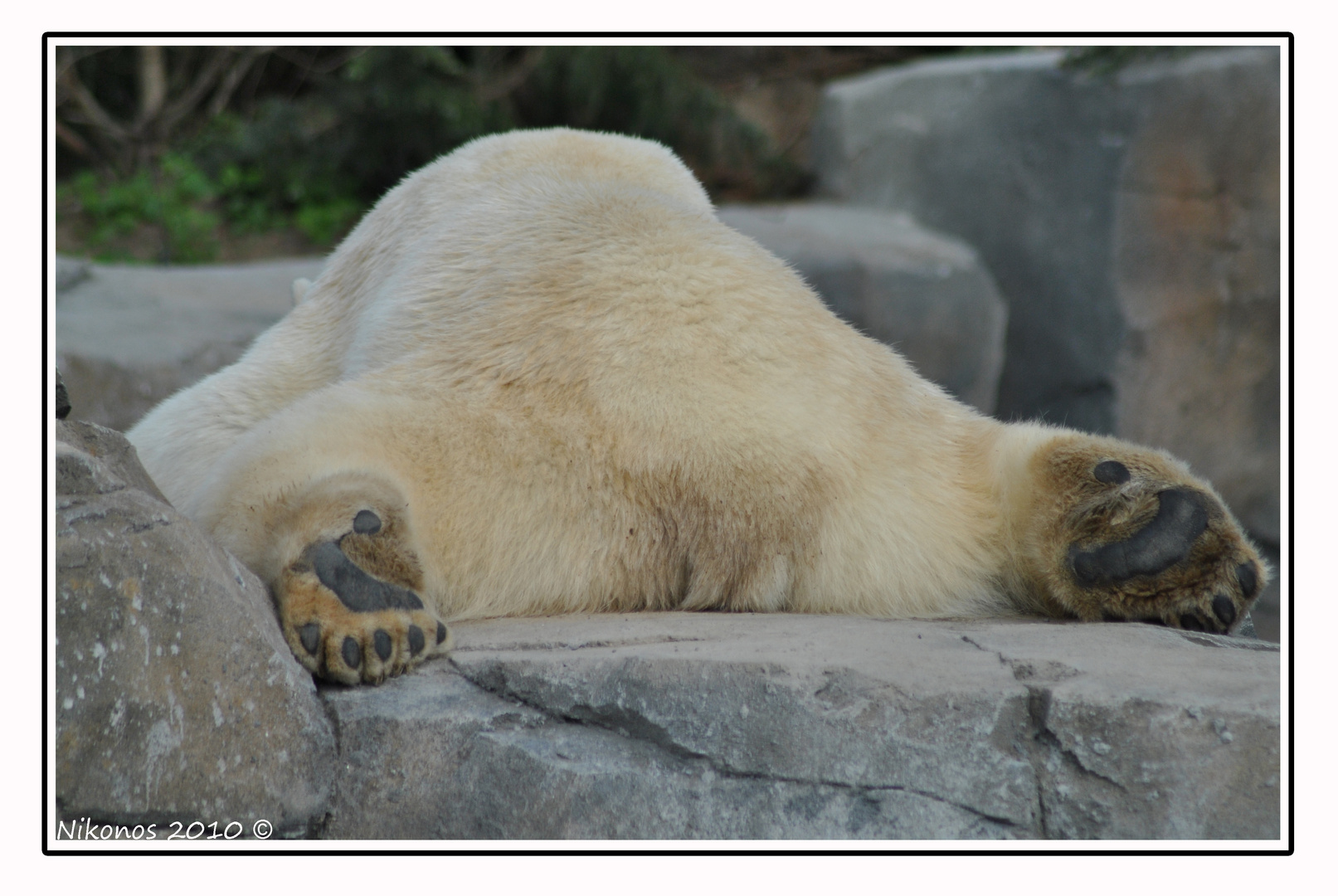Schlaf Suss Eisbar Foto Bild Tiere Tierdetails Natur Bilder Auf Fotocommunity