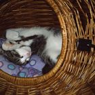 Schlafanfall im Katzenkorb