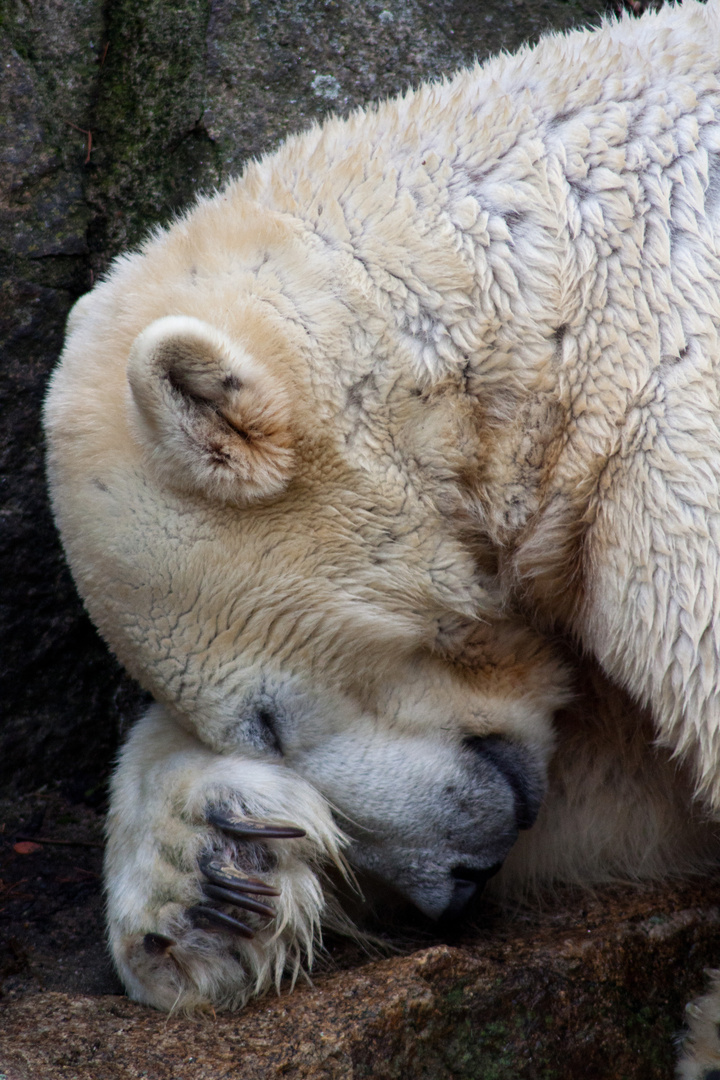 Schlafbär