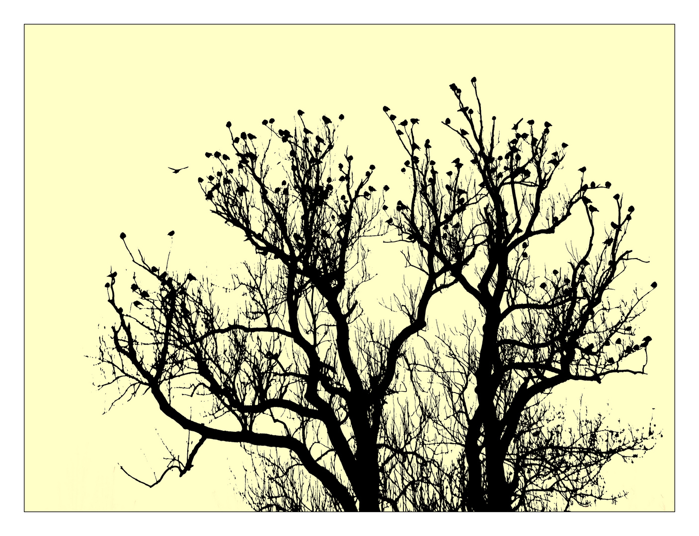 SchlafBaum Foto & Bild | fotos, spezial, outdoor Bilder auf fotocommunity