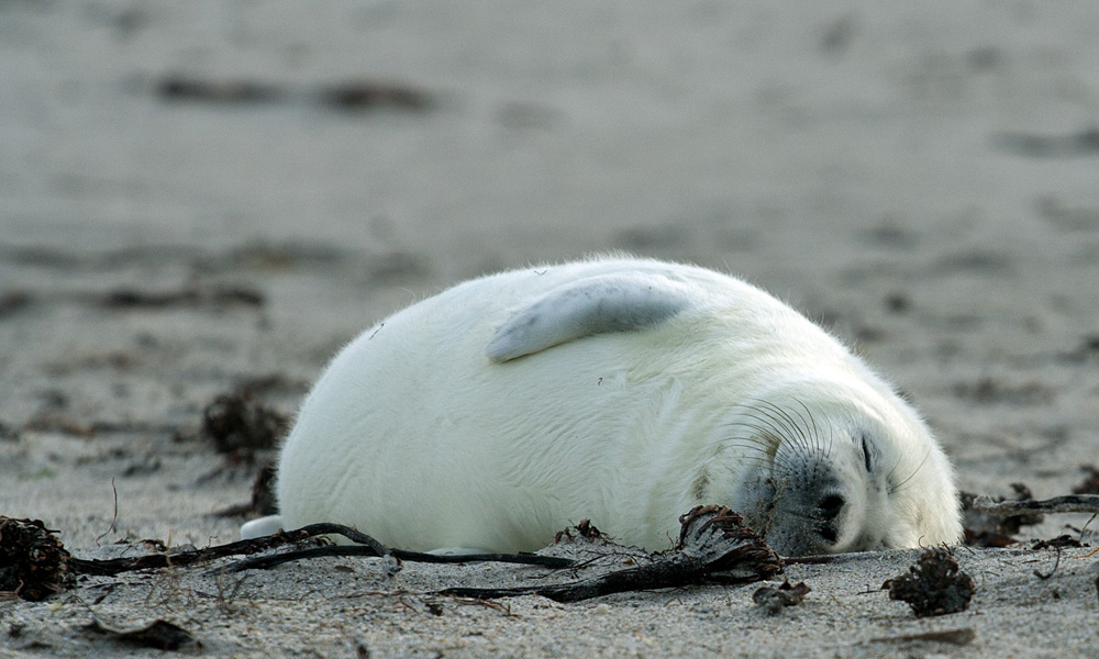 Schlafen am Strand ist sooo toll ......