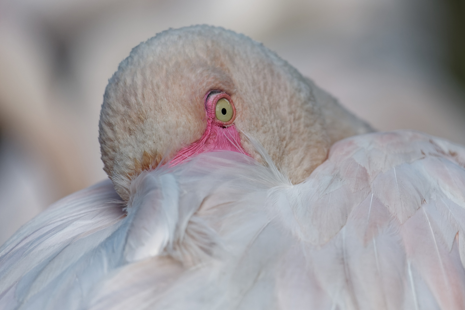 Schlafen mit offenen Augen Foto & Bild tiere, zoo, wildpark & falknerei, vögel Bilder auf