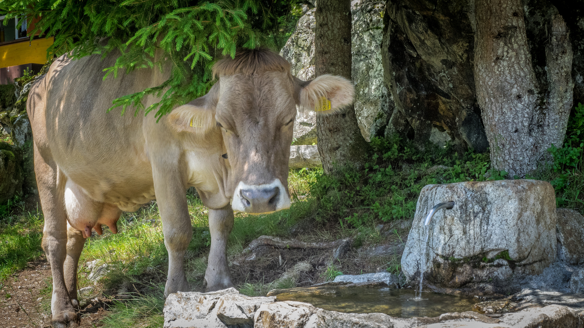 Schlafen oder Trinken ?