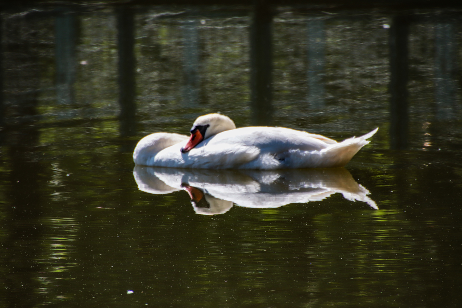 Schlafend schwimmender Schwan