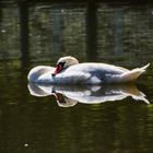 Schlafend schwimmender Schwan