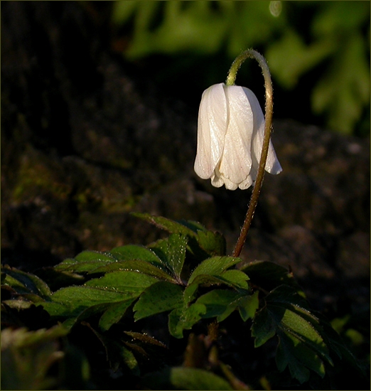 schlafende Anemone