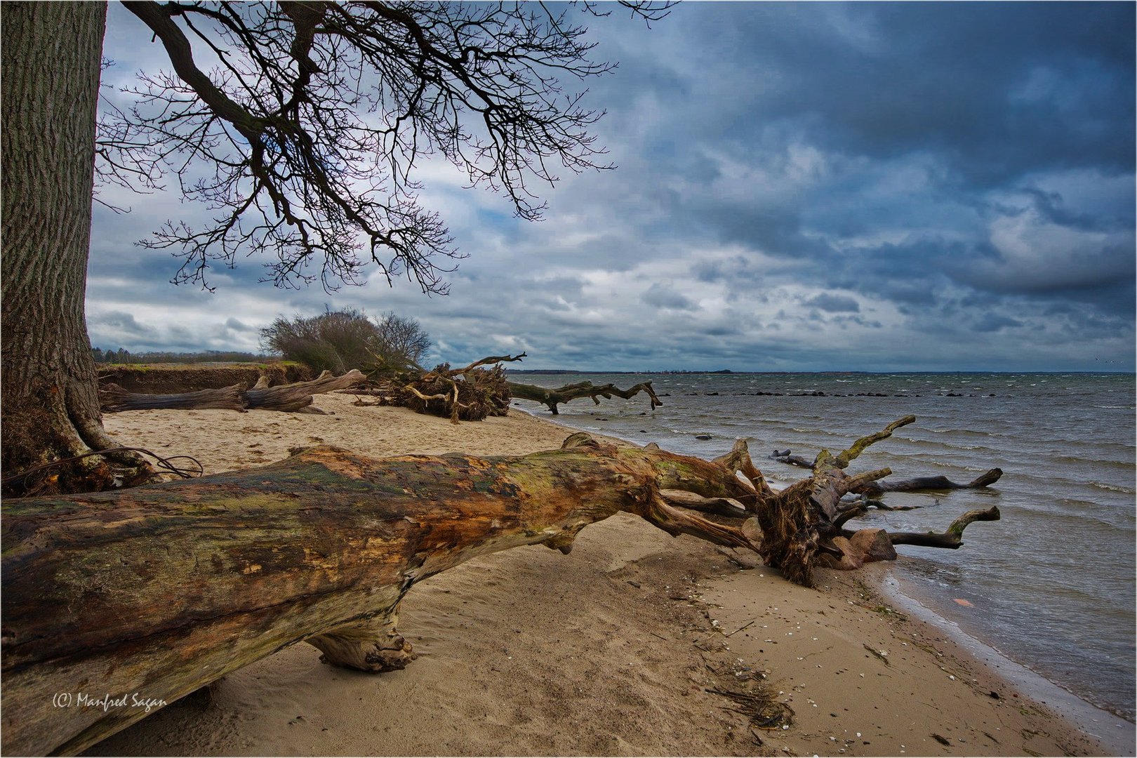 schlafende Bäume am Strand bei Loissin