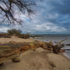 schlafende Bäume am Strand bei Loissin