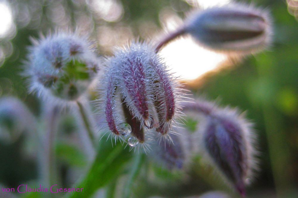 Schlafende Blume