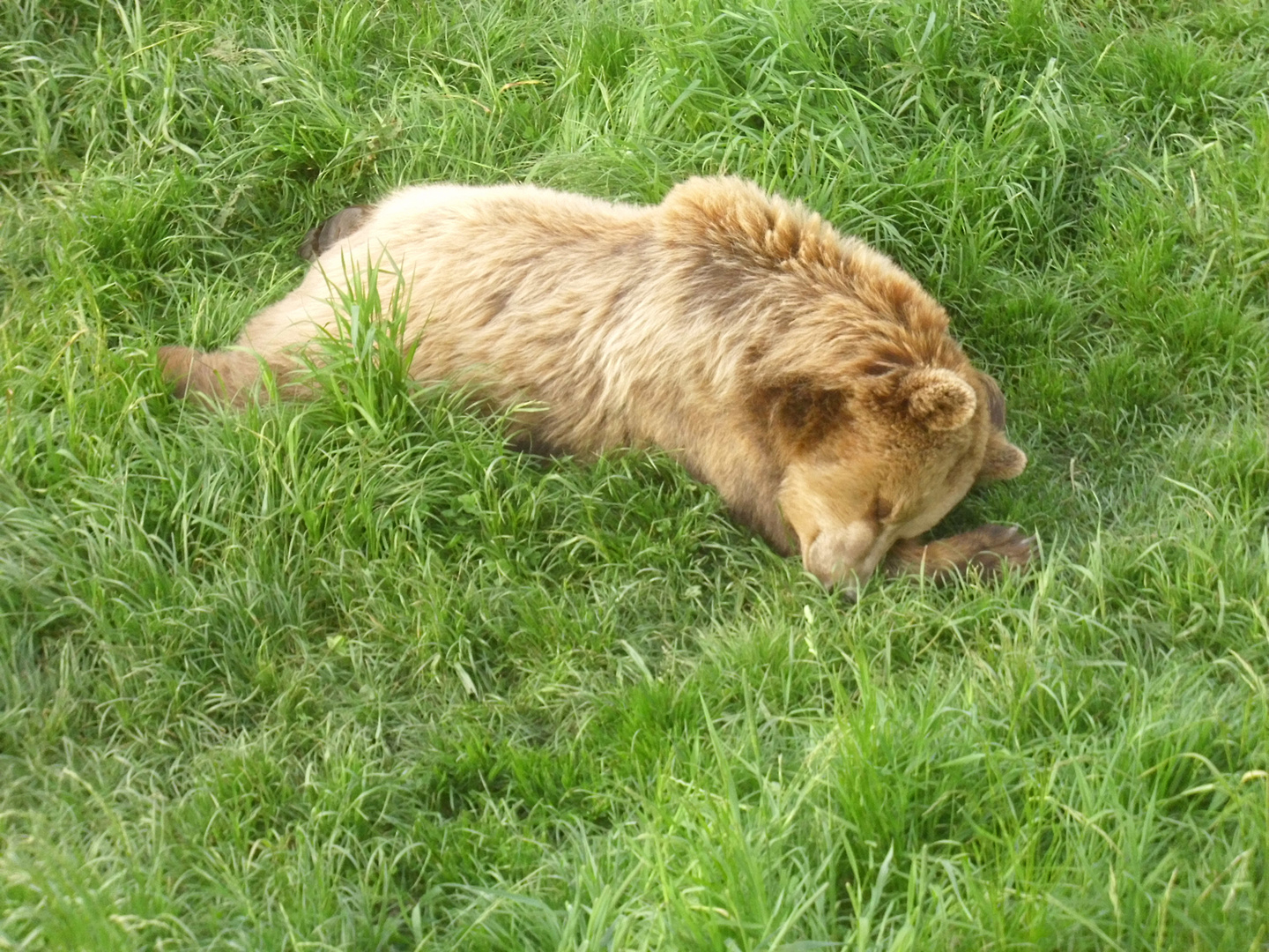 Schlafende Braunbär Dame