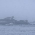 Schlafende Buckelwale im Nebel