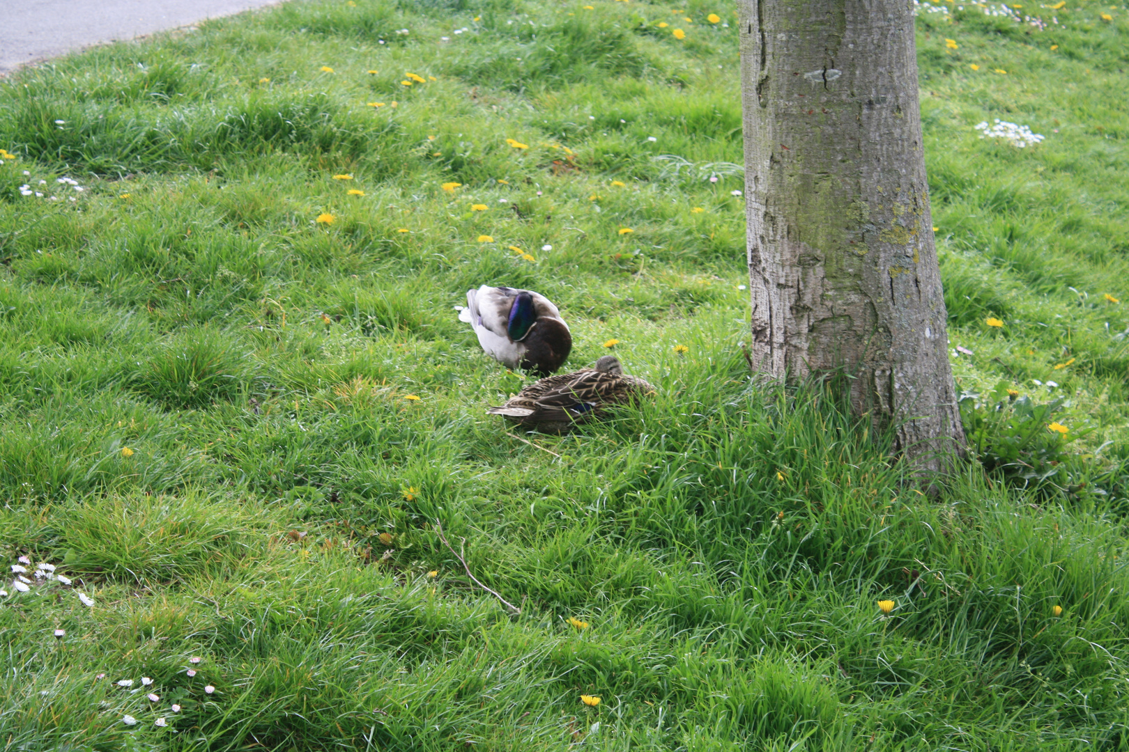 Schlafende Enten