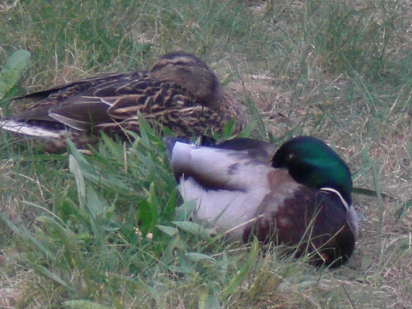 schlafende enten paar