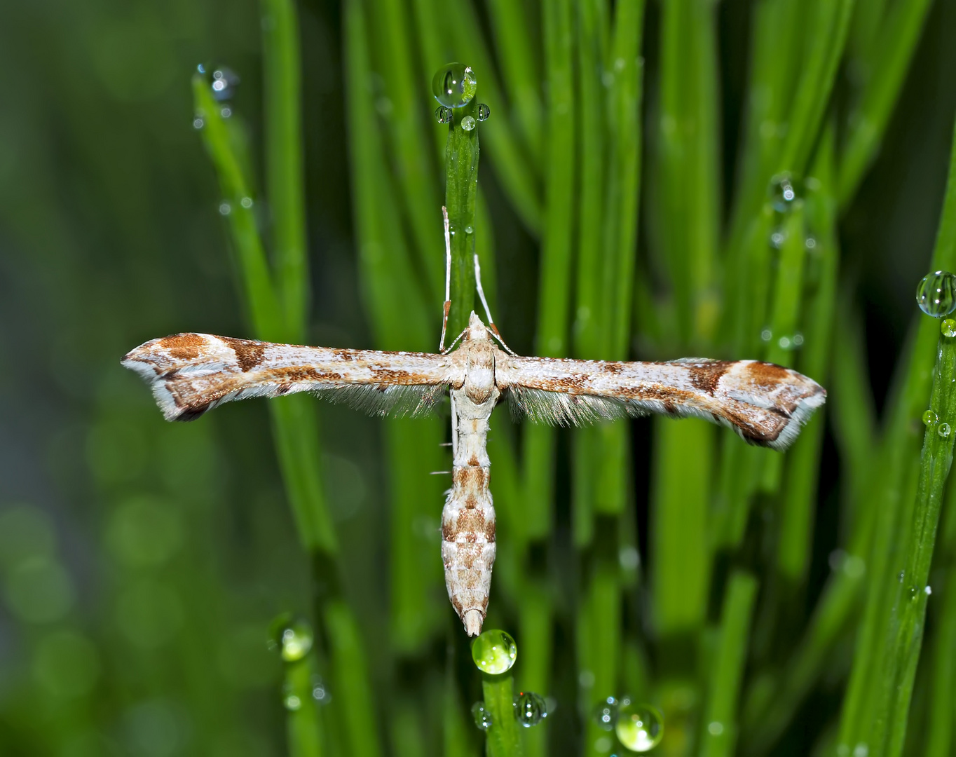 Schlafende Federmotte (Platyptilia gonodactyla) - Ptérophore du tussilage pendant son sommeil!