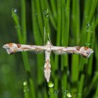 Schlafende Federmotte (Platyptilia gonodactyla) - Ptérophore du tussilage pendant son sommeil!