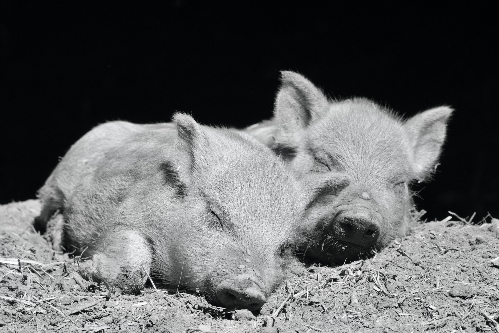 Schlafende Ferkel