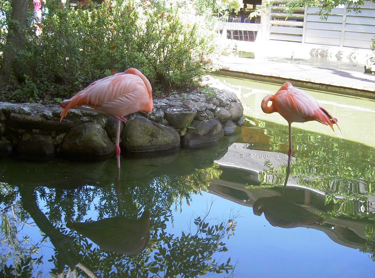 schlafende Flamingos