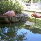 schlafende Flamingos