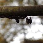 Schlafende Fledermäuse...