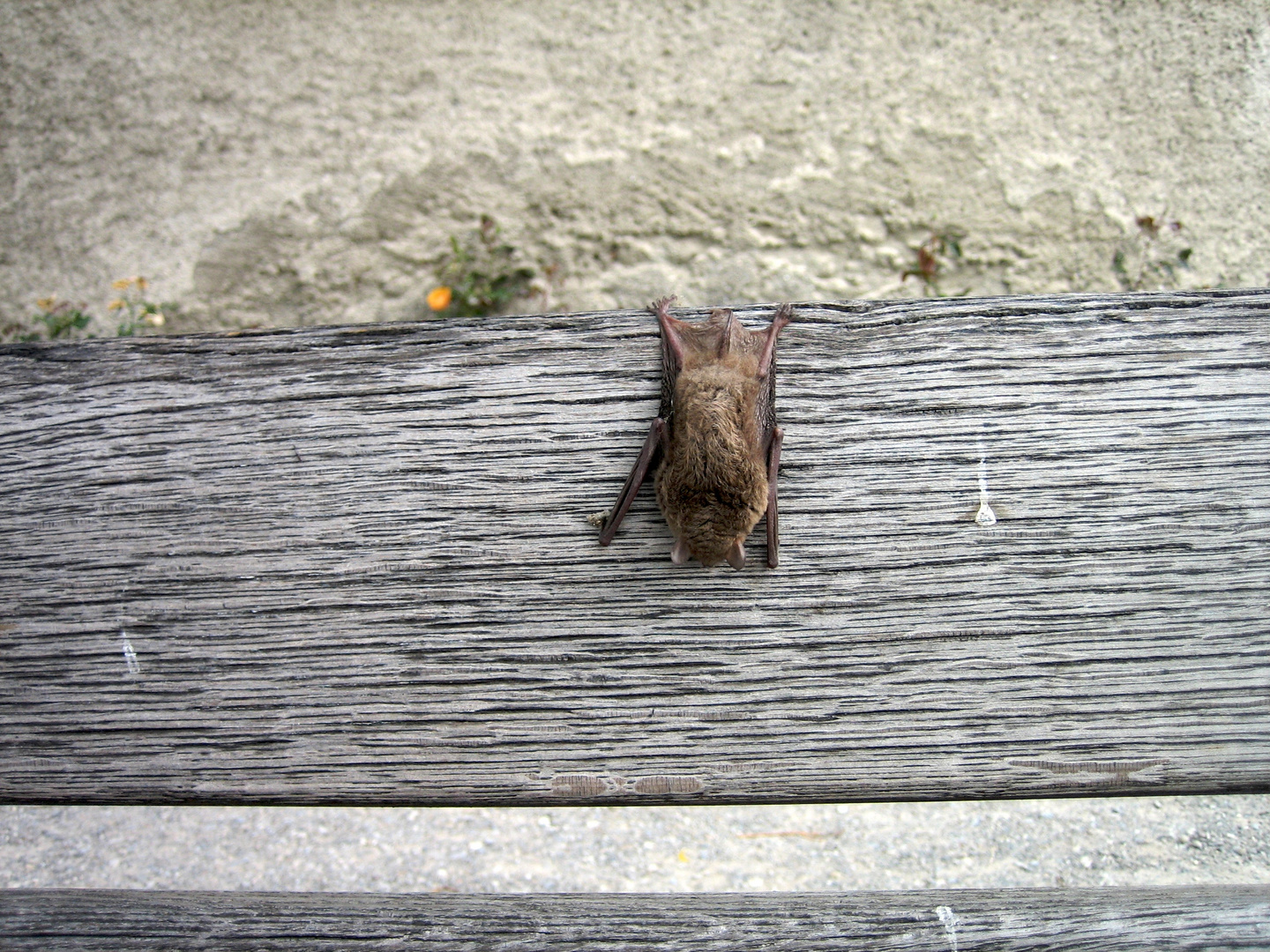 Schlafende Fledermaus auf Bank