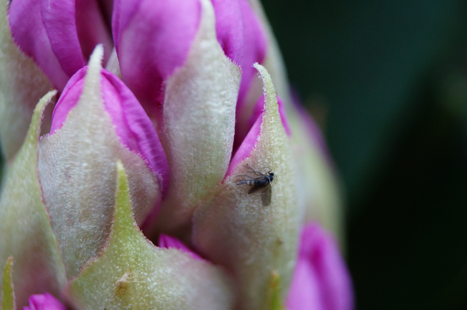 Schlafende Fliege