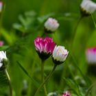 Schlafende Gänseblümchen