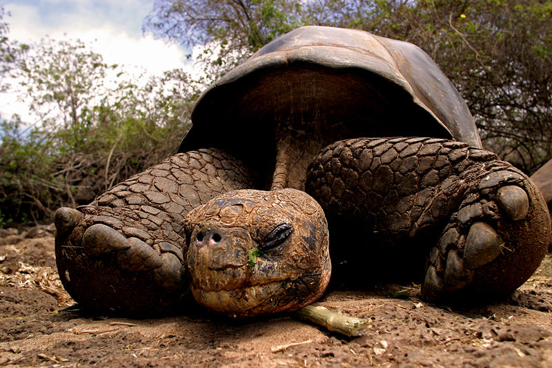 Schlafende Galapagos Riesenschildkröte