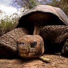 Schlafende Galapagos Riesenschildkröte