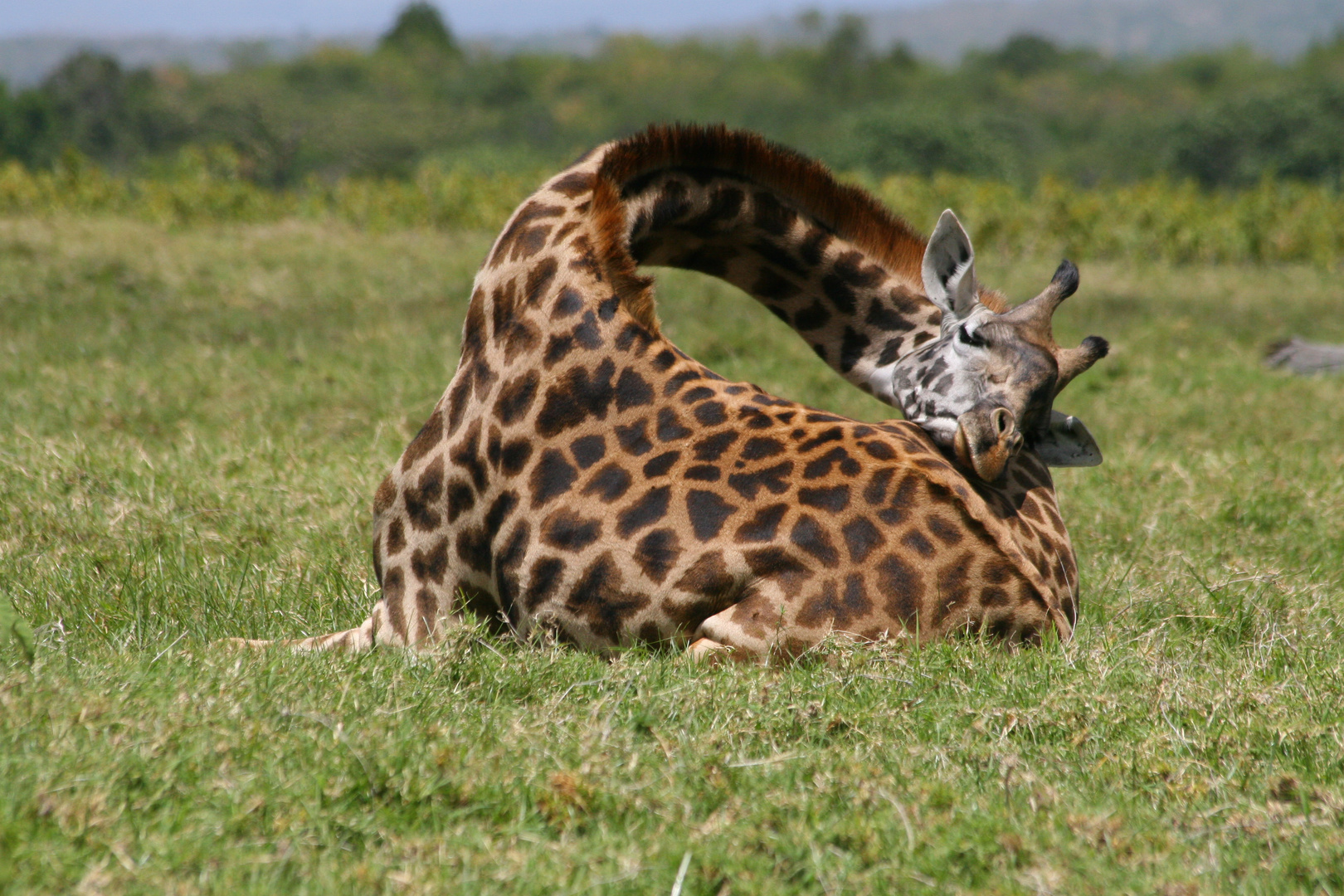 Schlafende Giraffe