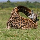 Schlafende Giraffe