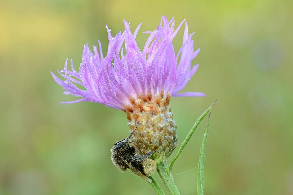 schlafende Hummel