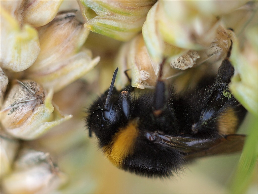 "Schlafende" Hummel