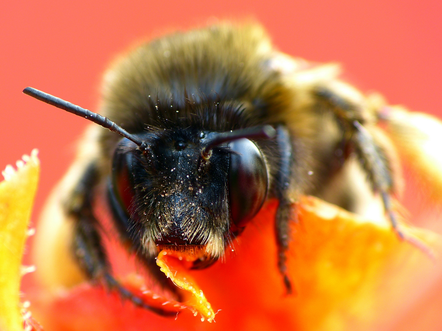 Schlafende Hummel