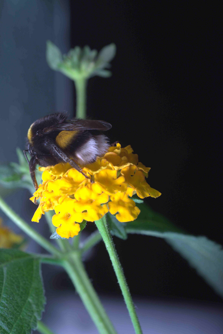 schlafende Hummel