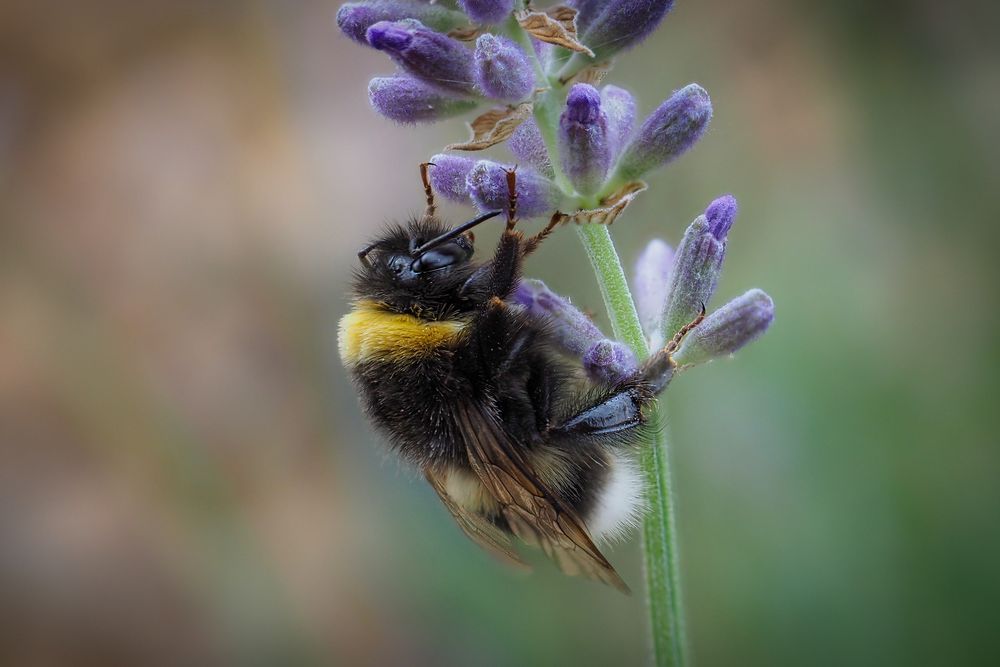 Schlafende Hummel